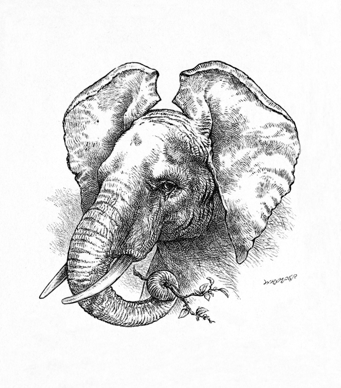 Elefante africano, c1900 de Helena J. Maguire