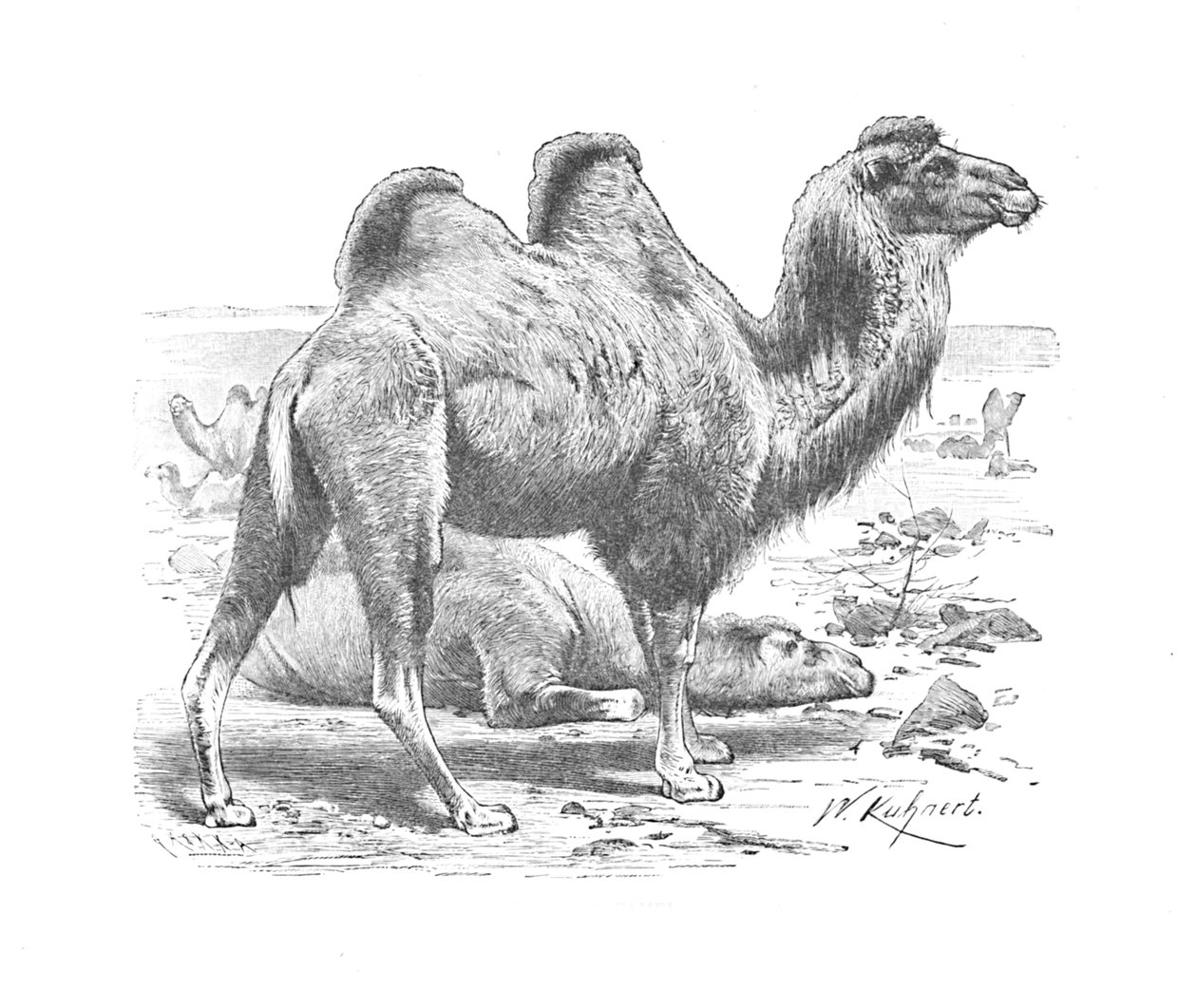 Camello bactriano, c. 1900 de Helena J. Maguire