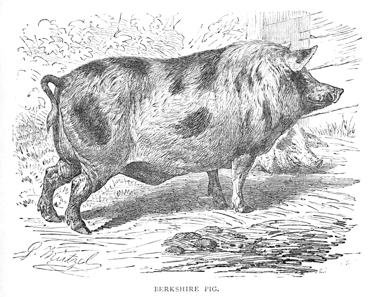 Cerdo de Berkshire, c1900 de Helena J. Maguire