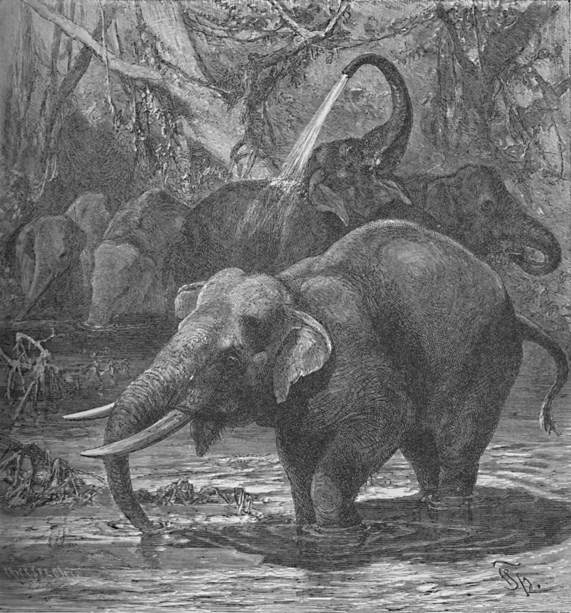 Elefantes indios bañándose, c1900 de Helena J. Maguire