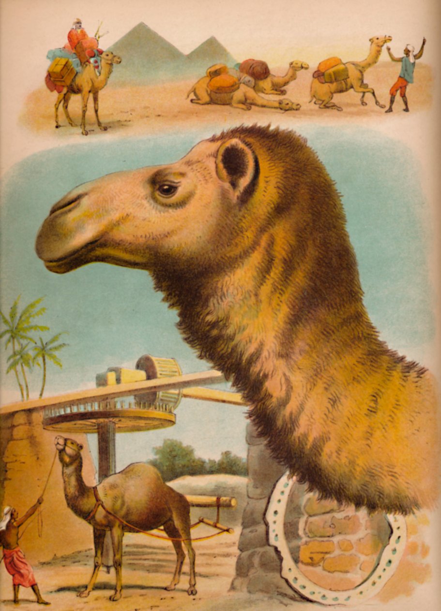 El Camello, c1900 de Helena J. Maguire
