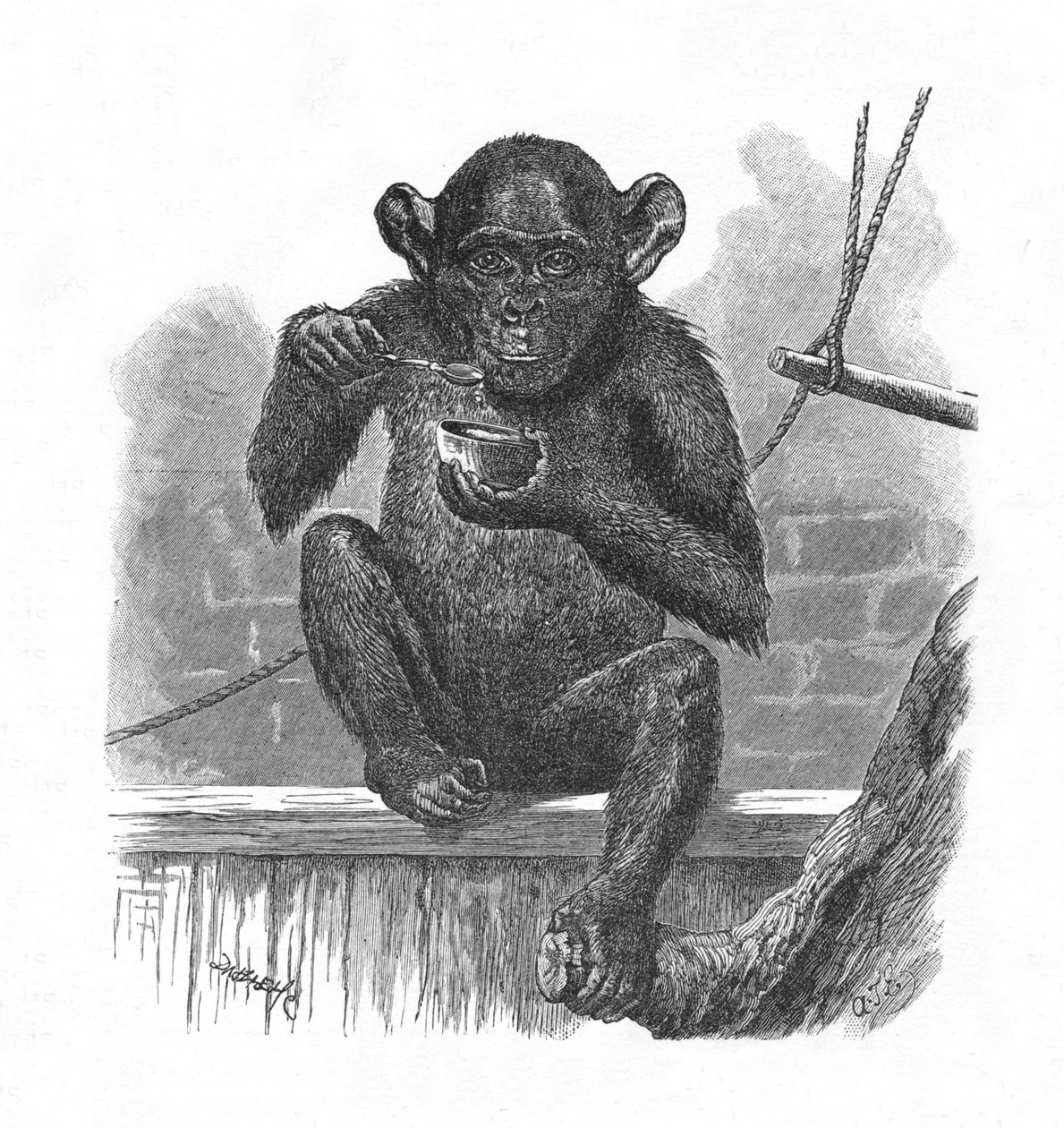 El chimpancé Sally de Helena J. Maguire