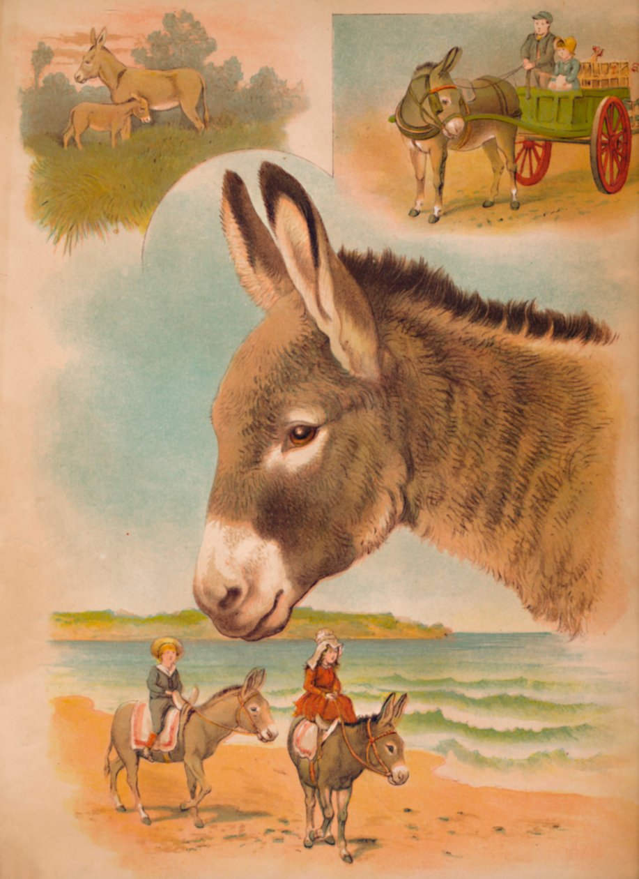 El Burro, c1900 de Helena J. Maguire