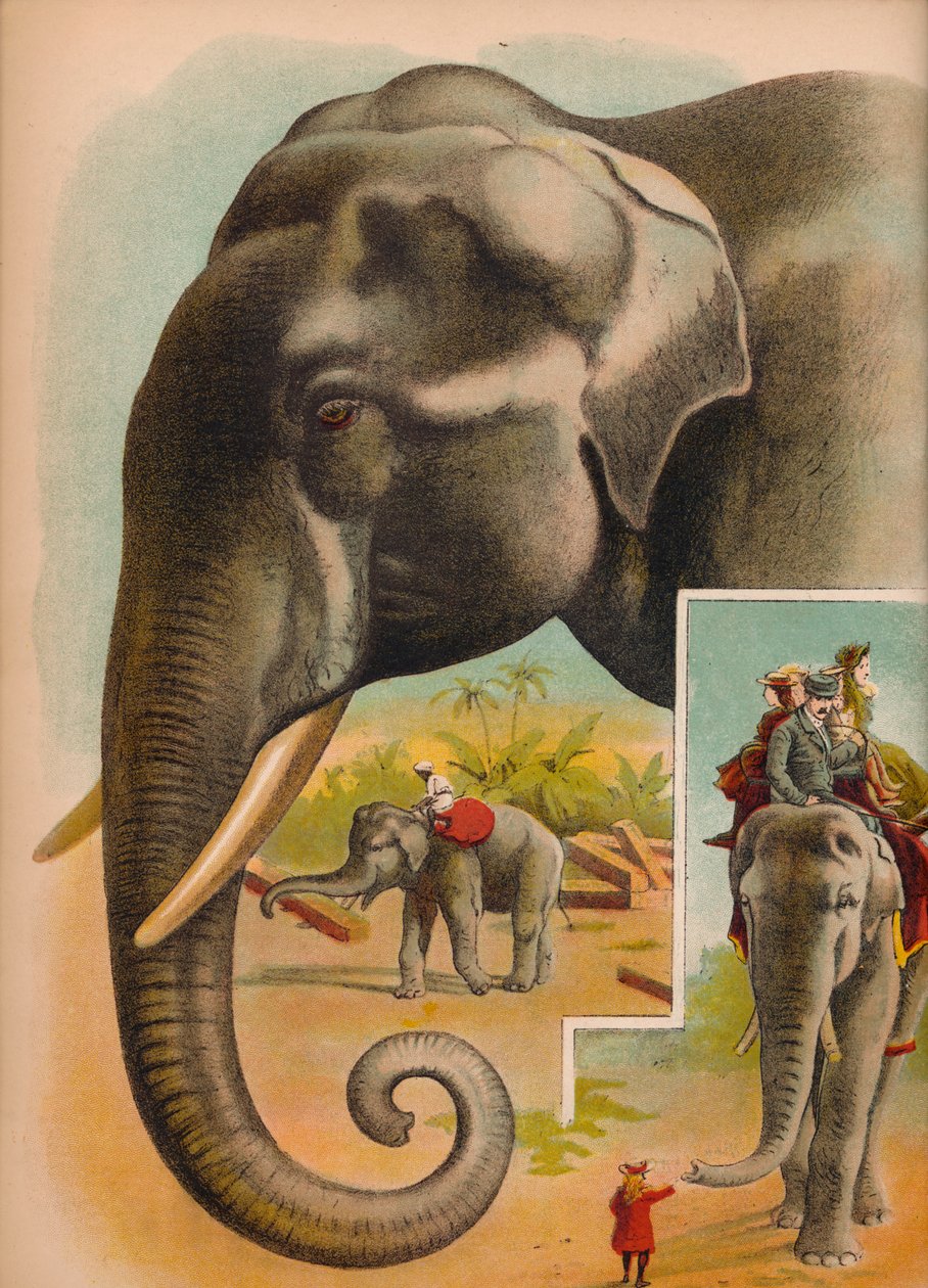 El elefante, c1900 de Helena J. Maguire