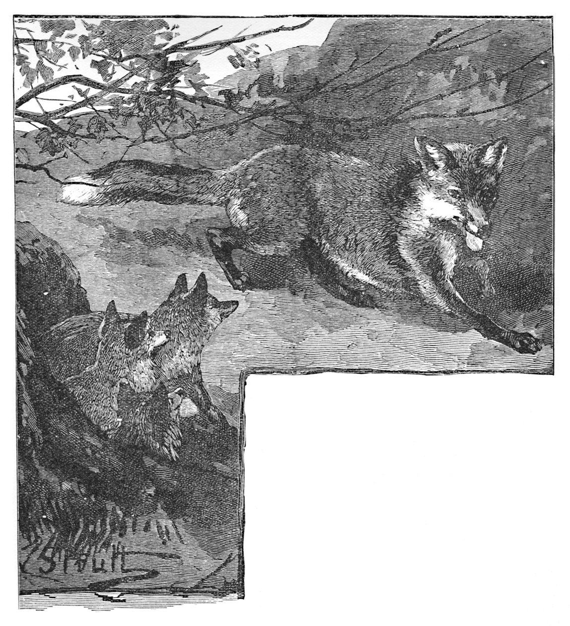 La zorra y sus cachorros, c. 1900 de Helena J. Maguire
