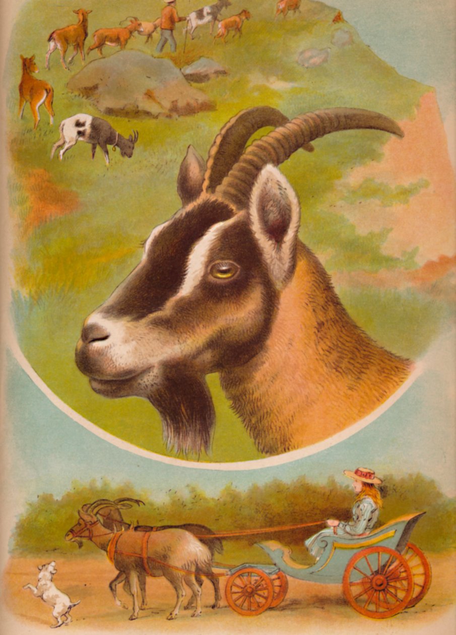 La Cabra, c. 1900 de Helena J. Maguire