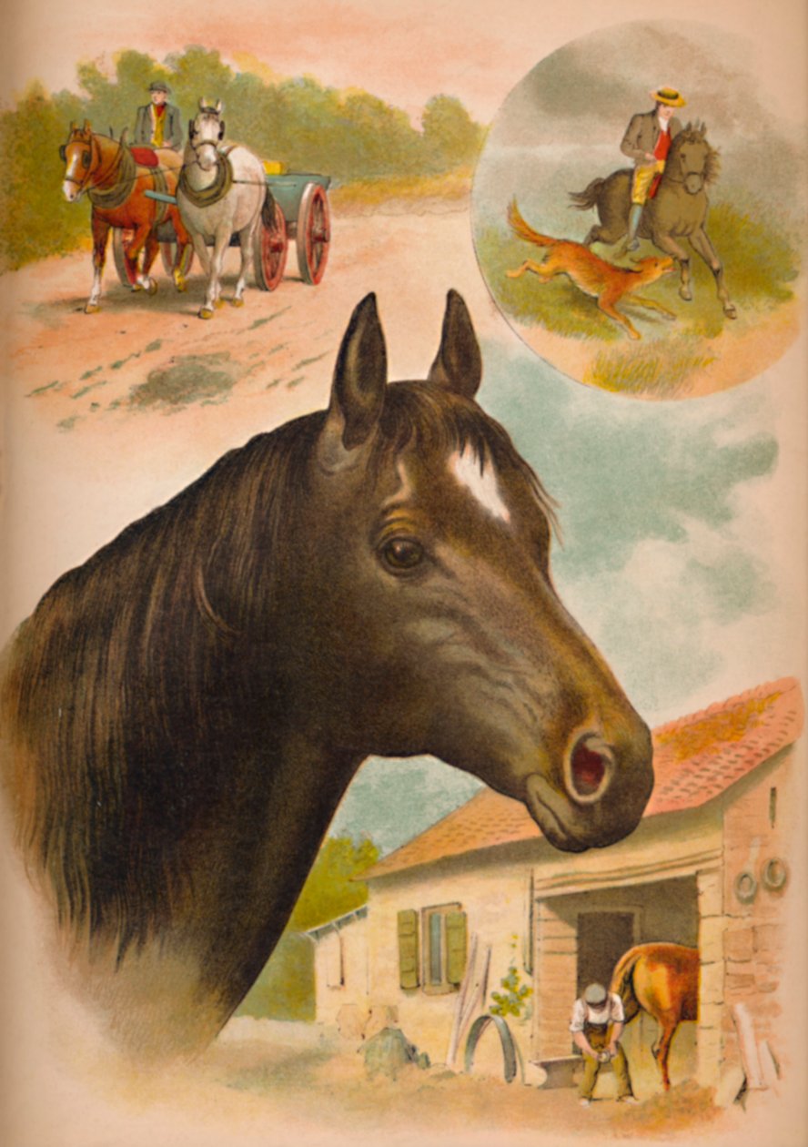 El caballo, c. 1900 de Helena J. Maguire