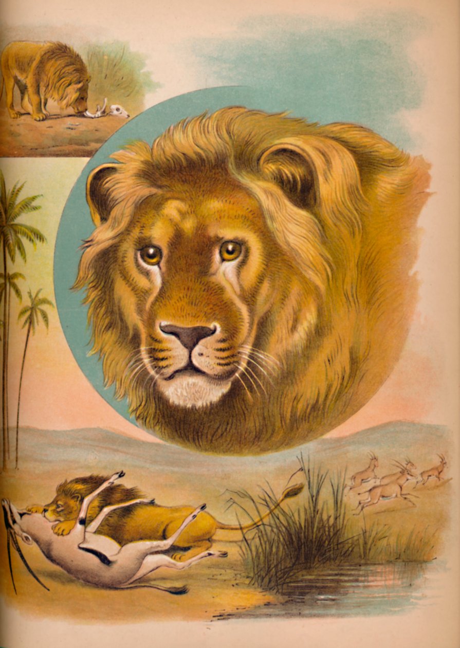 El León, c1900 de Helena J. Maguire