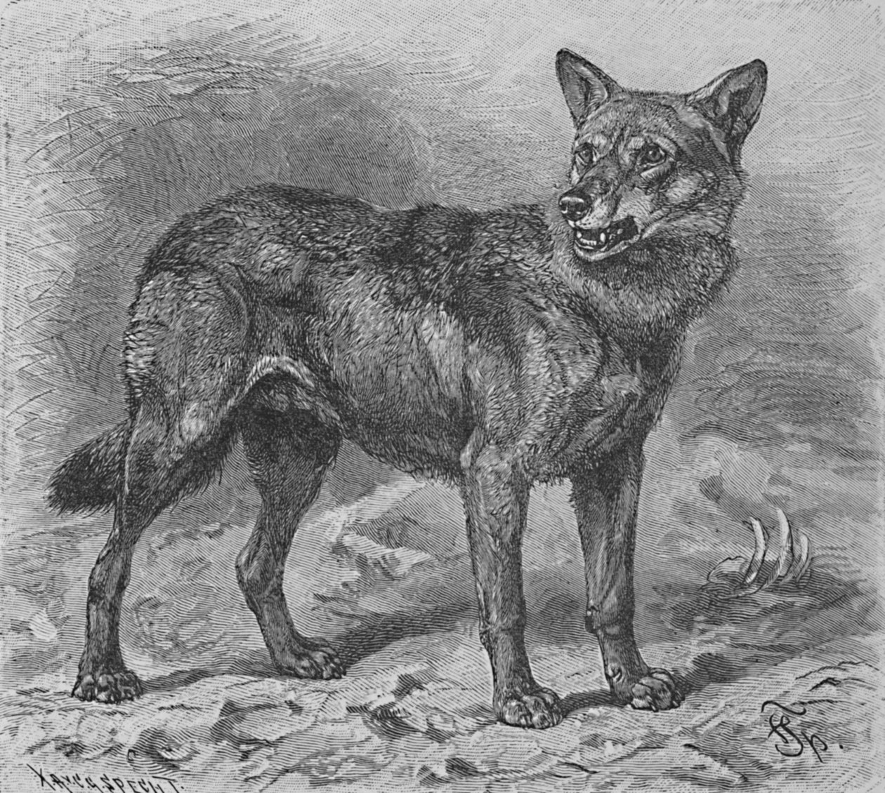 El lobo, c1900 de Helena J. Maguire