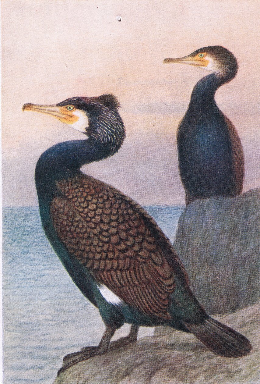 Cormorán de Hendrik Gronvold