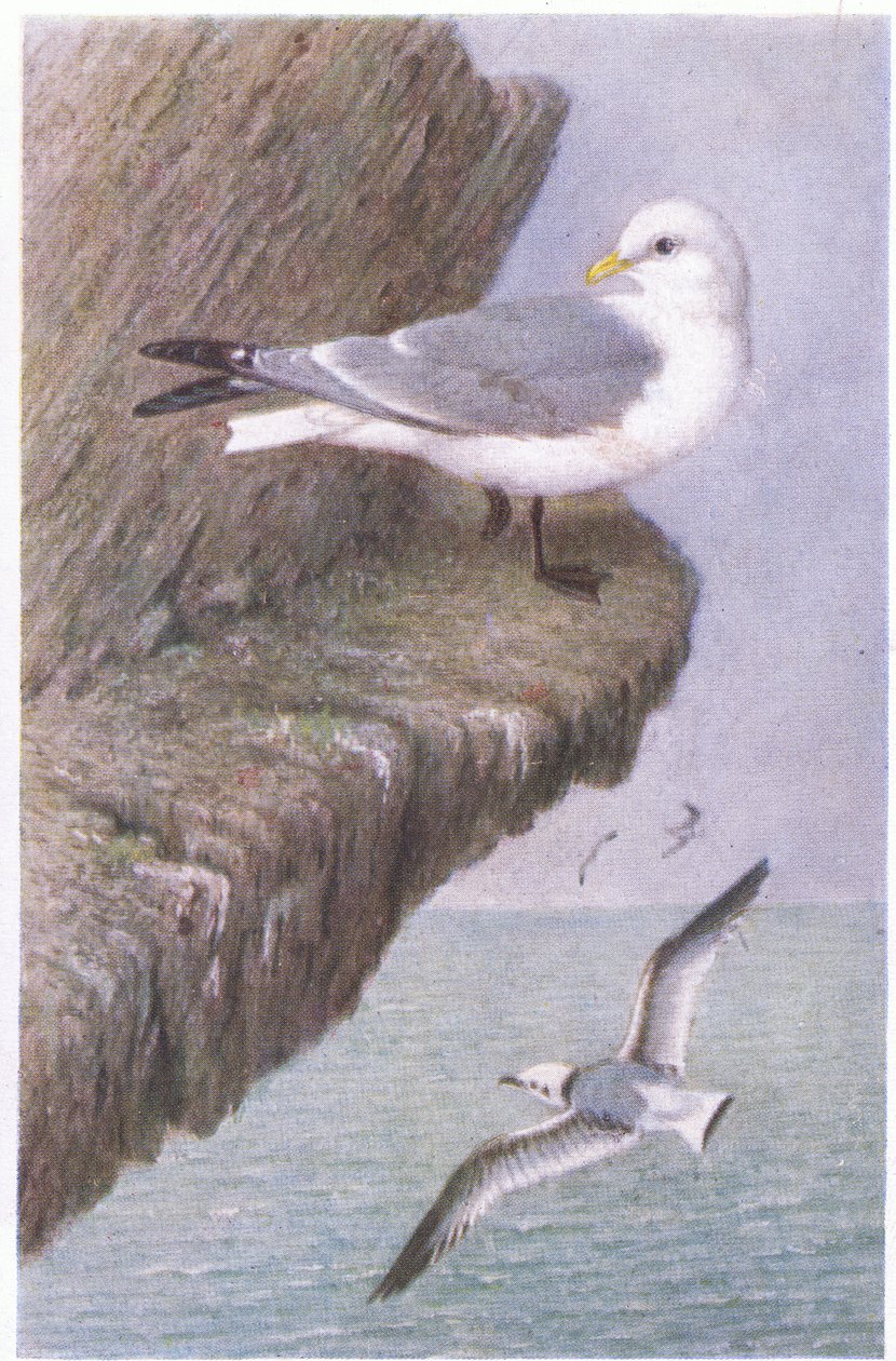 Gaviota Tridáctila de Hendrik Gronvold
