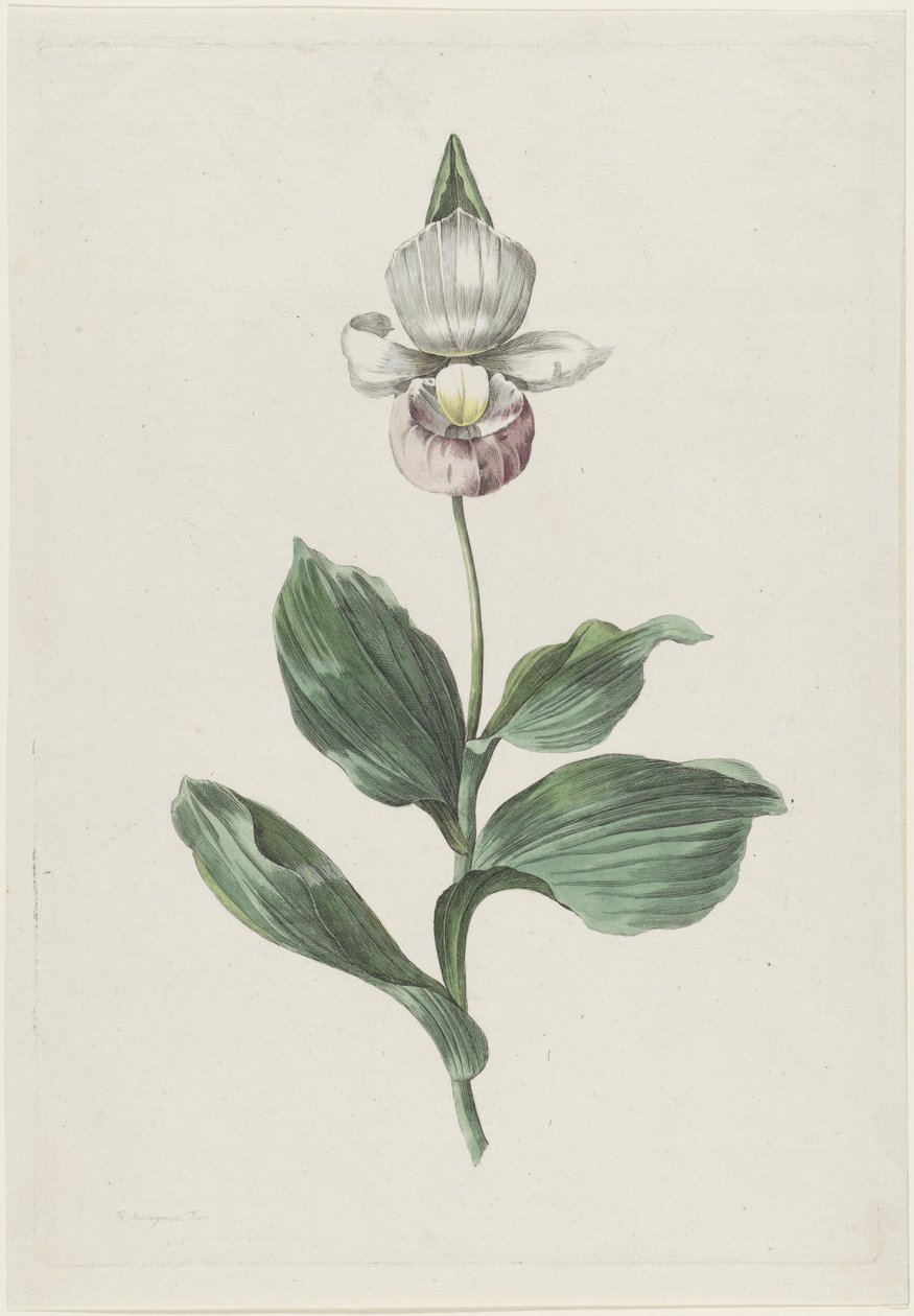 Zapatilla de dama orquídea (Cypripedium reginae Walter) de Hendrik Schwegman