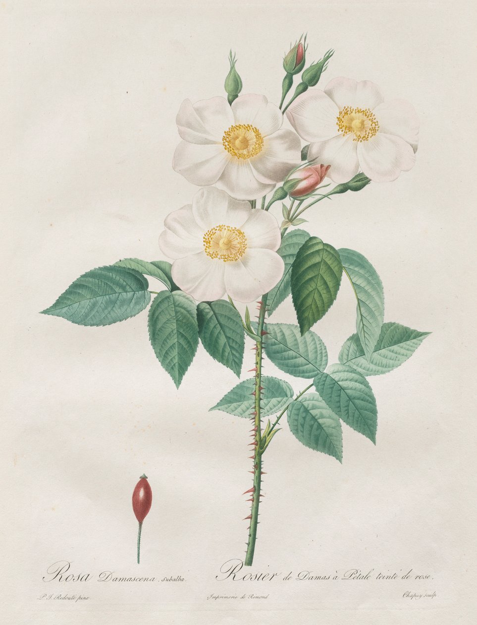 Las Rosas: Rosa Damascena, subalba, 1817-1824 de Pierre Joseph Redouté