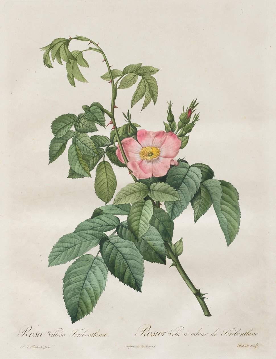 Las Rosas: Rosa Villosa Terebentina, 1817-1824 de Pierre Joseph Redouté