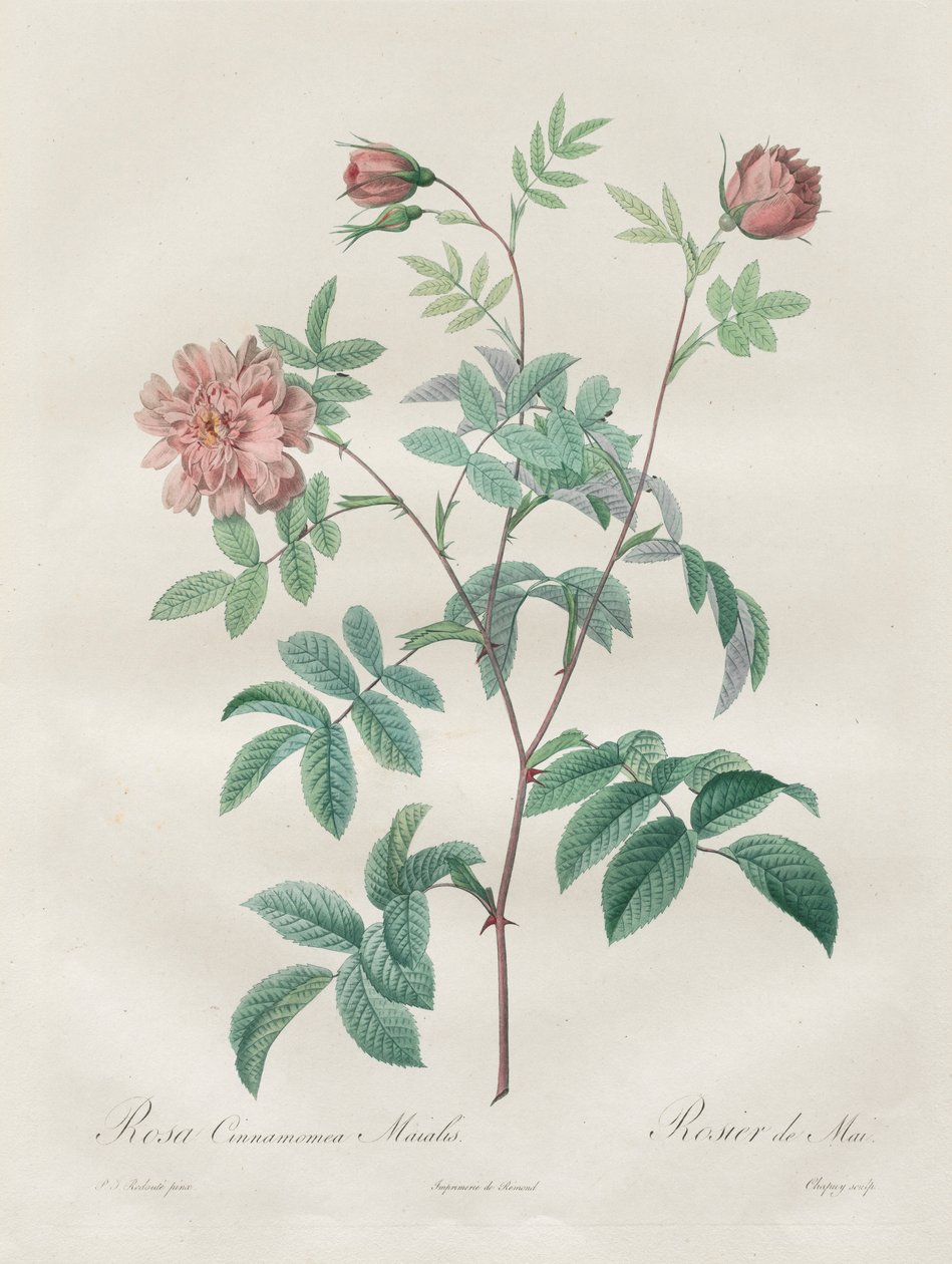 Las Rosas: Rosa cinnamomea, 1817-1824 de Pierre Joseph Redouté