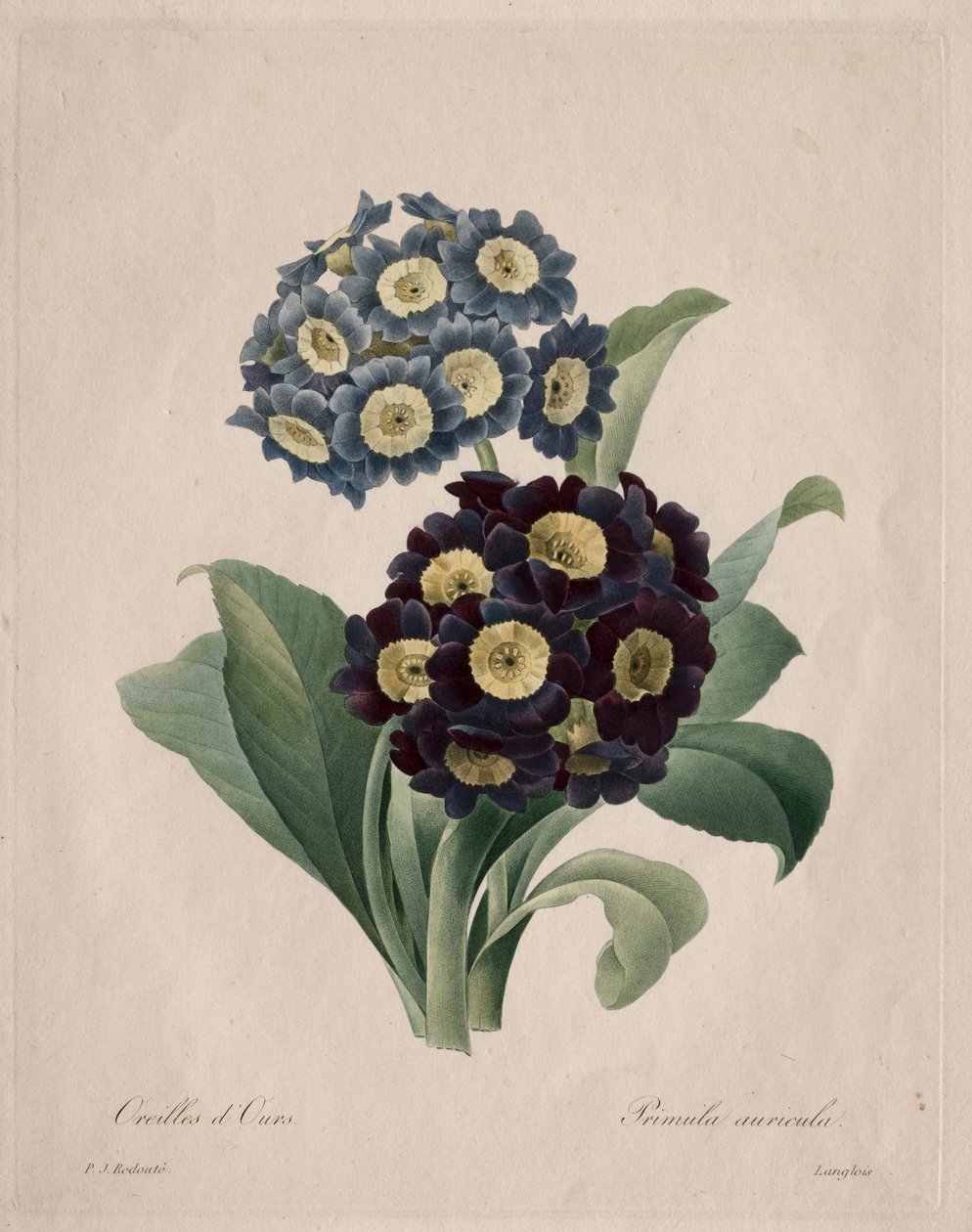 Primula auricula, 1827 de Pierre Joseph Redouté