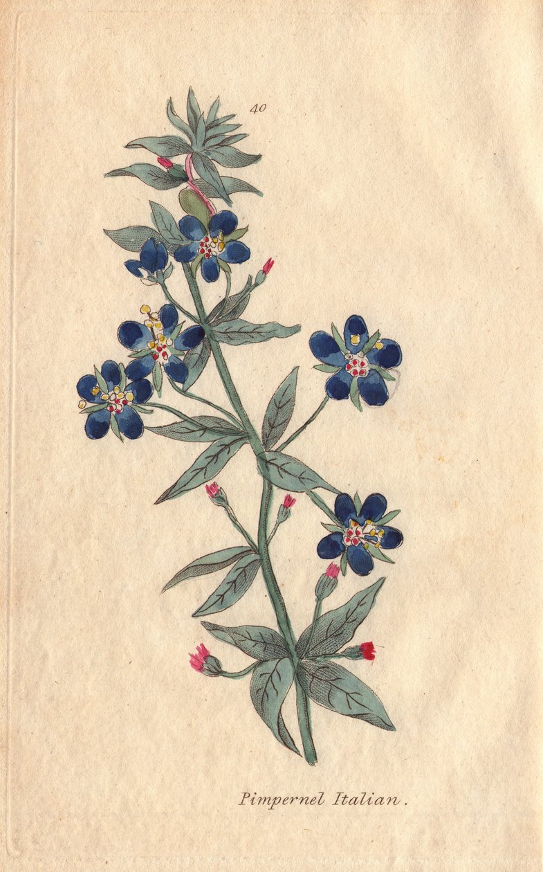 Pimpinela italiana, Anagallis monellis, flor de Henrietta Moriarty