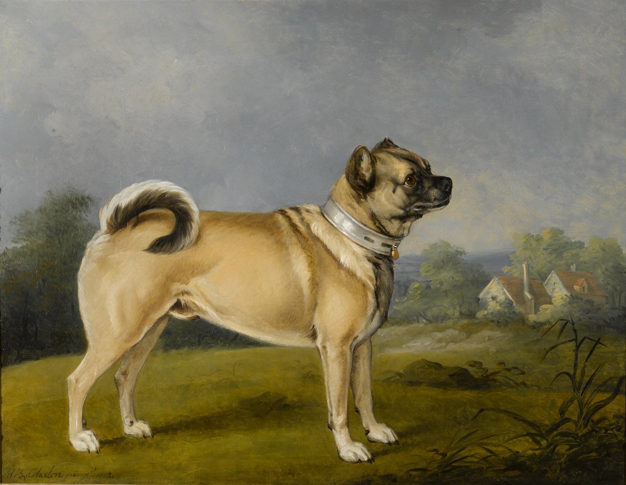 Un pug favorito de Henry Bernard Chalon