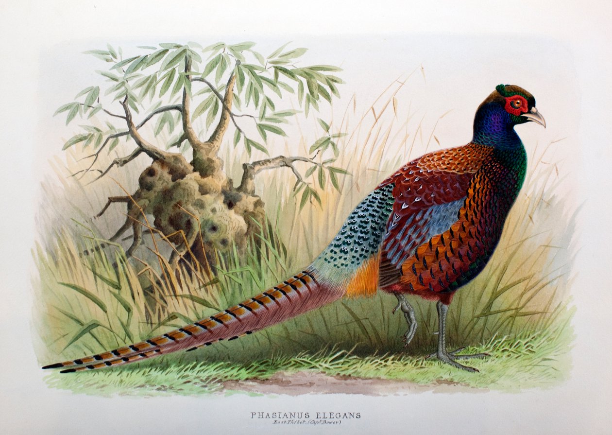 Phasianus Elegans, 1906-7 de Henry Jones