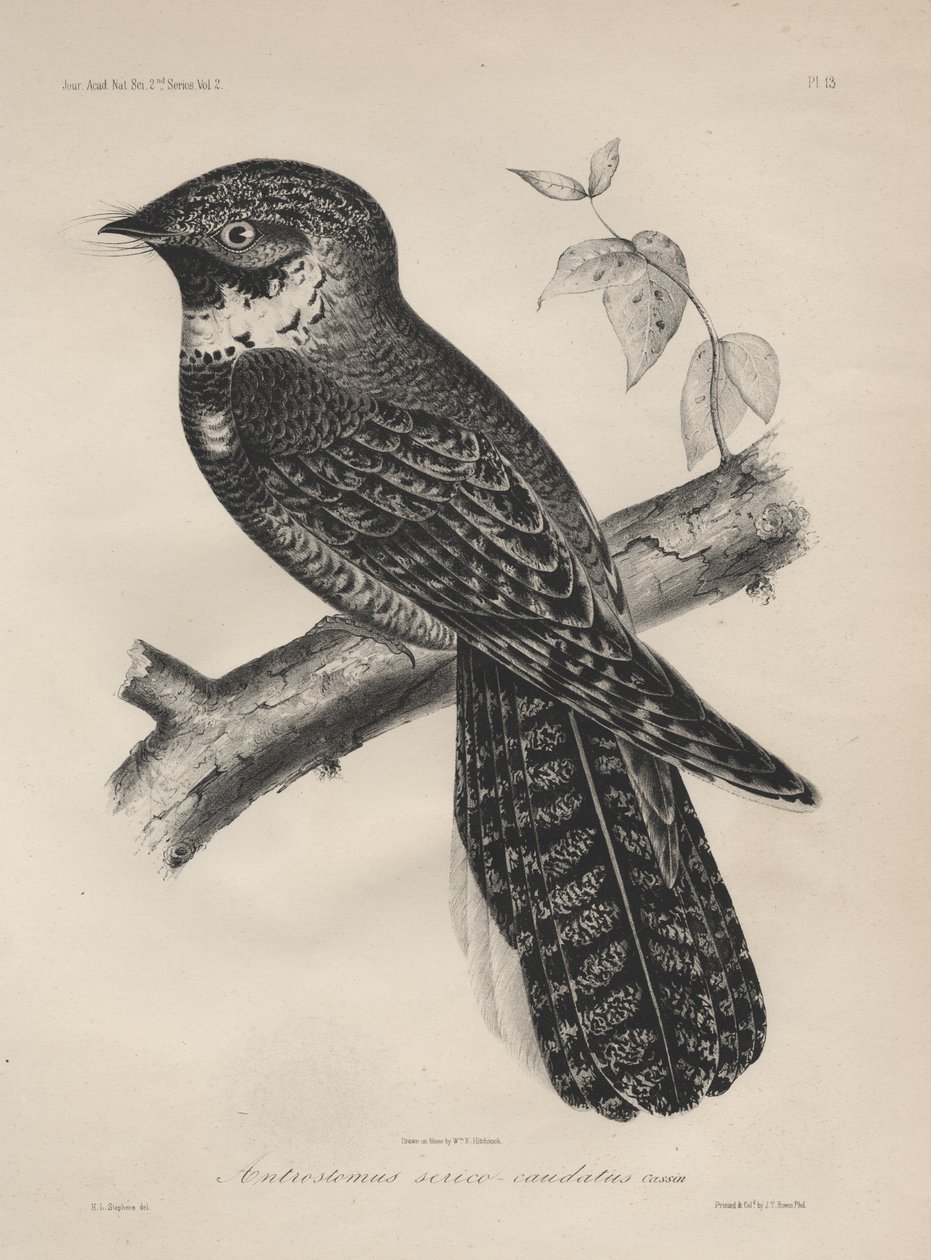 Antrostomus Serico-Caudatus, litografía por J.T. Bowen, 1850 de Henry Louis Stephens