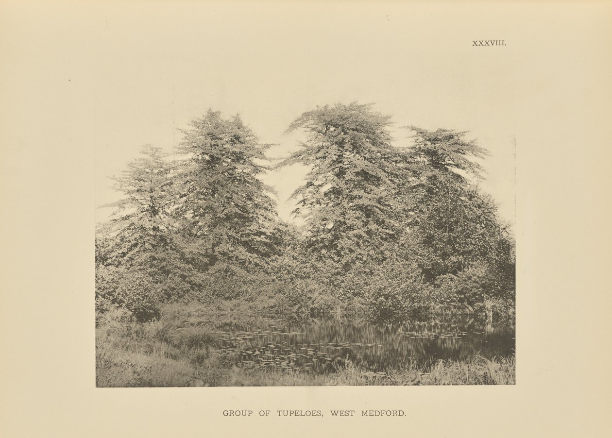 Grupo de Tupeloes, West Medford de Henry Brooks