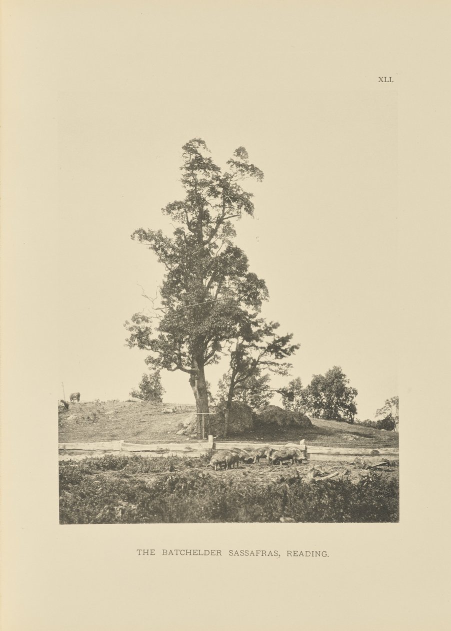 El Batchelder Sassafras, Reading de Henry Brooks