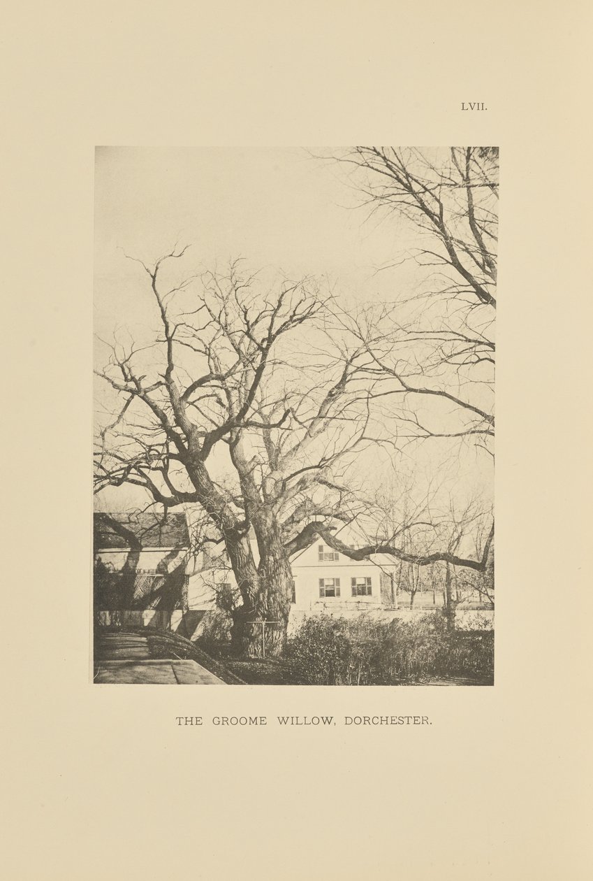 El sauce Groome, Dorchester de Henry Brooks
