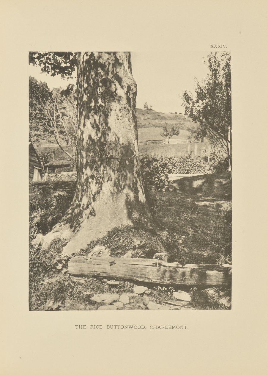 The Rice Buttonwood, Charlemont de Henry Brooks