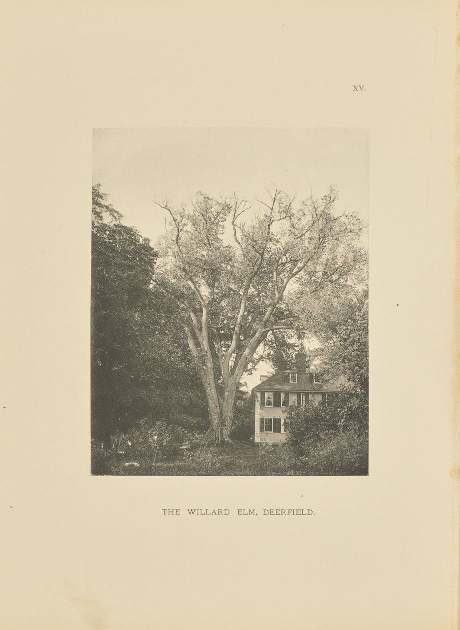 The Willard Elm, Deerfield de Henry Brooks