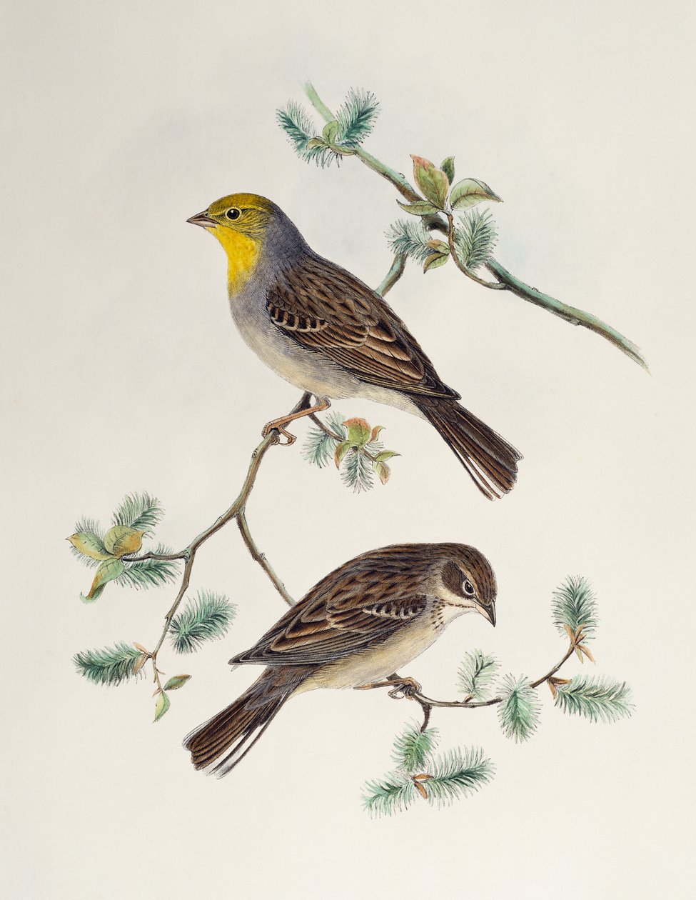 Emberiza cinerea de Henry Constantine Richter