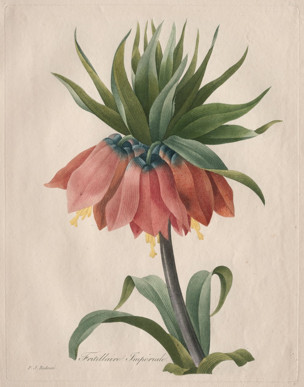 Corona Imperial Fritillaria de Henry Joseph Redouté