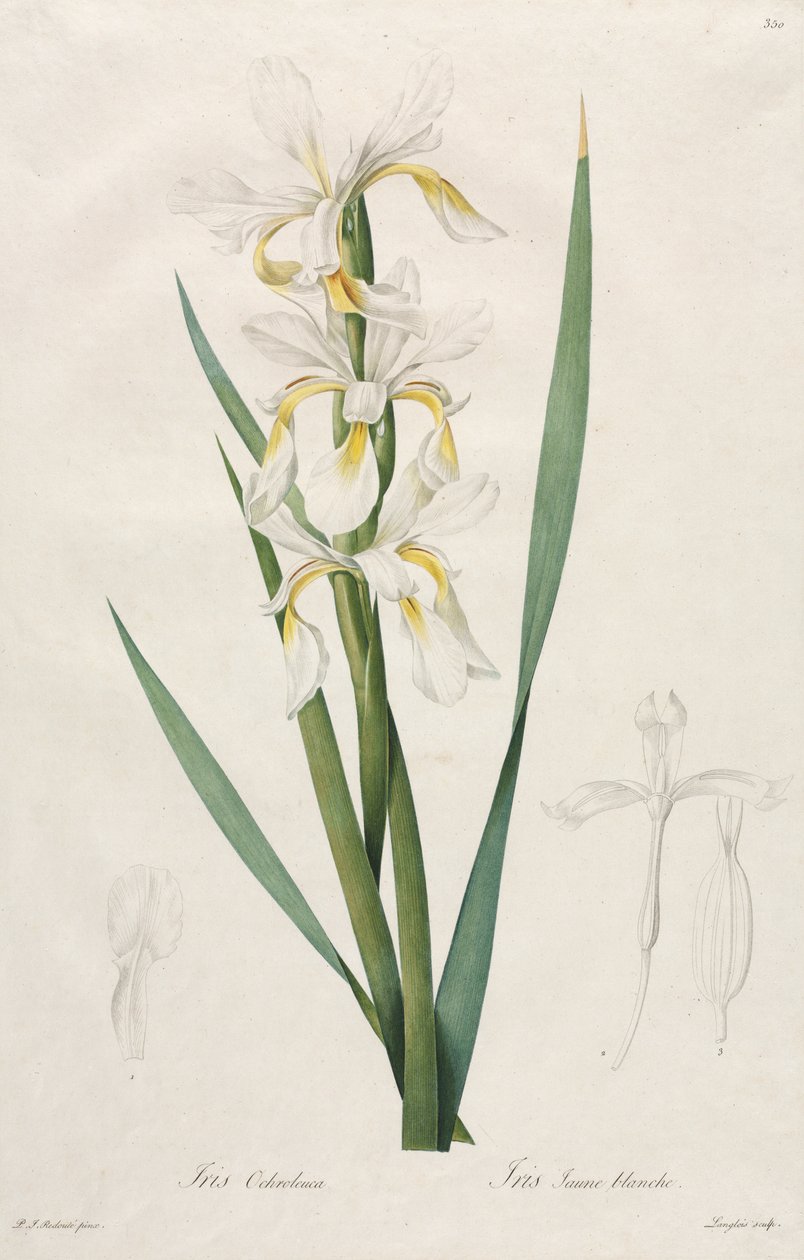 Iris de Banda Dorada de Henry Joseph Redouté