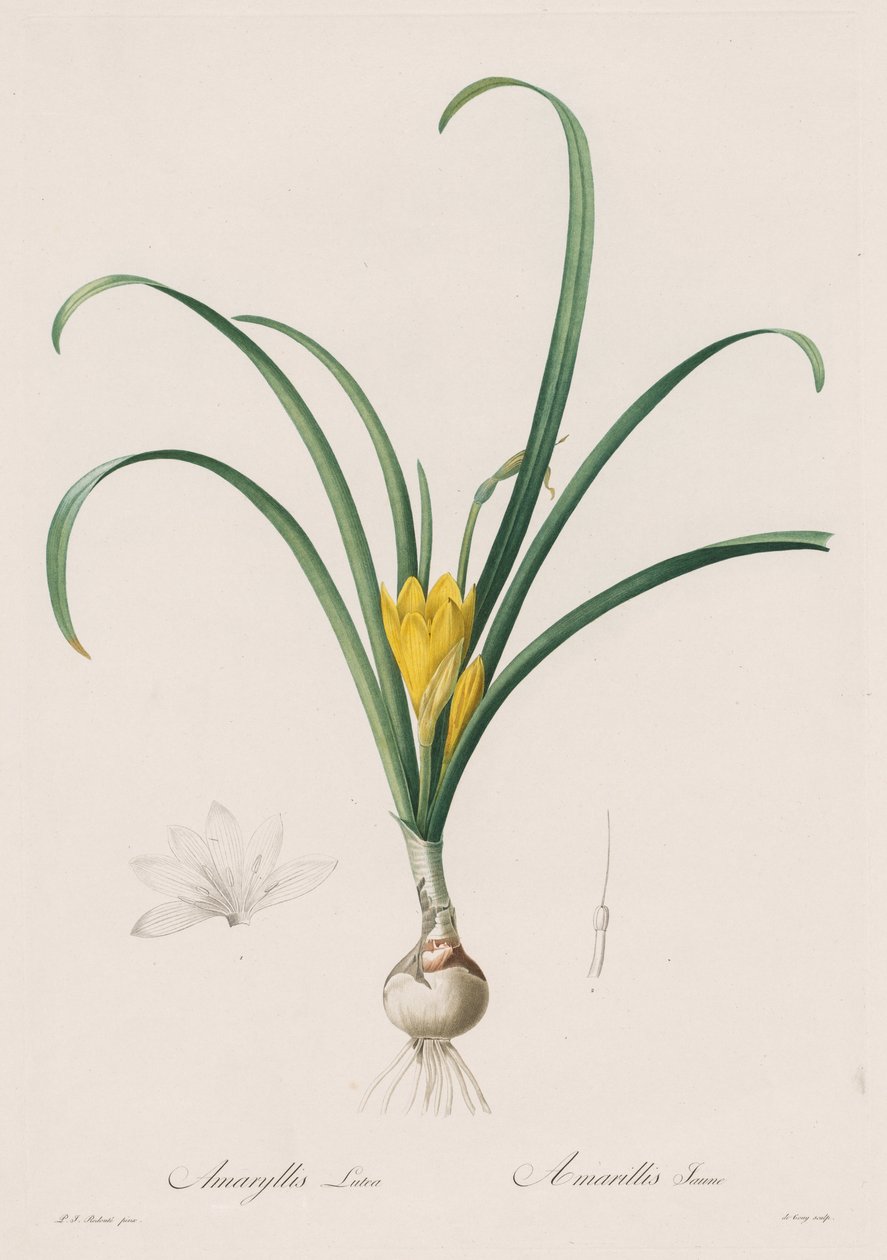 Las Liliáceas: Amaryllis Lutes de Henry Joseph Redouté