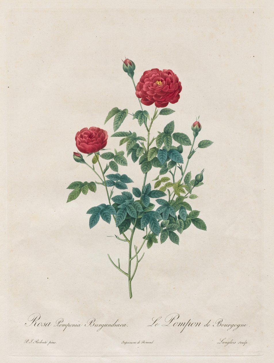 Rosa Pompon de Henry Joseph Redouté