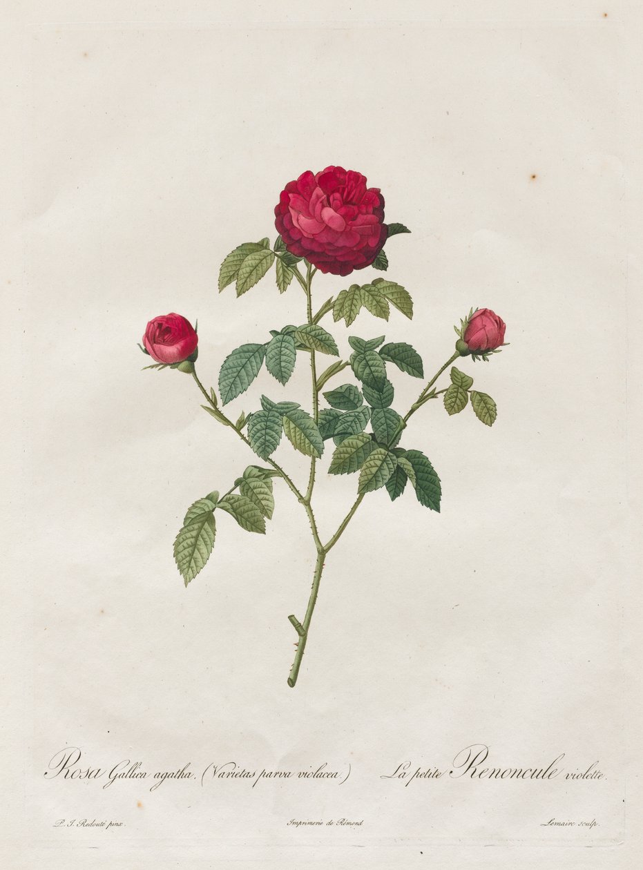 Rosa de Provenza o francesa de Henry Joseph Redouté