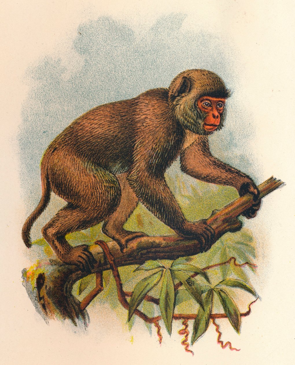 Macaco de San Juan, 1897 de Henry Ogg Forbes