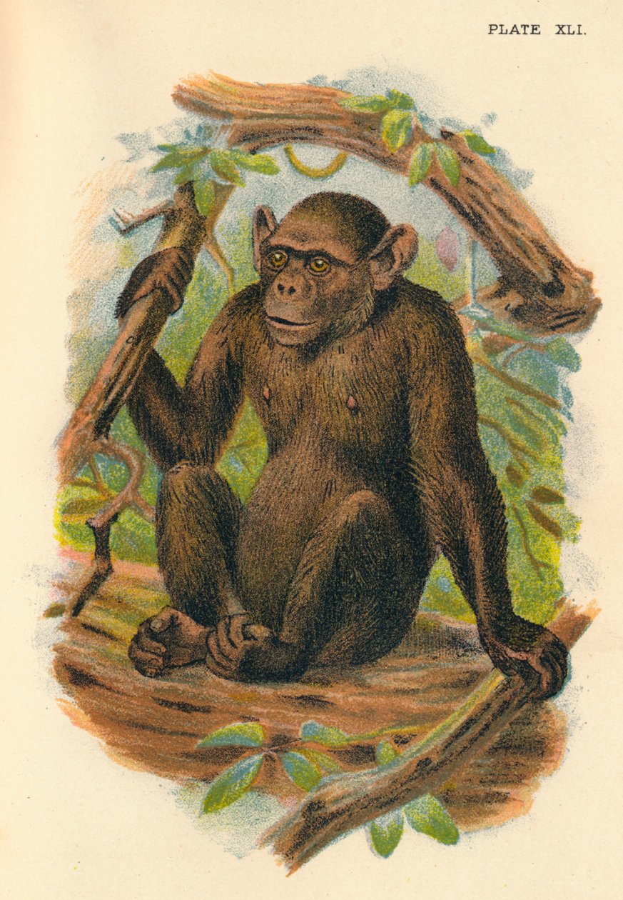 El Chimpancé Calvo, 1897 de Henry Ogg Forbes