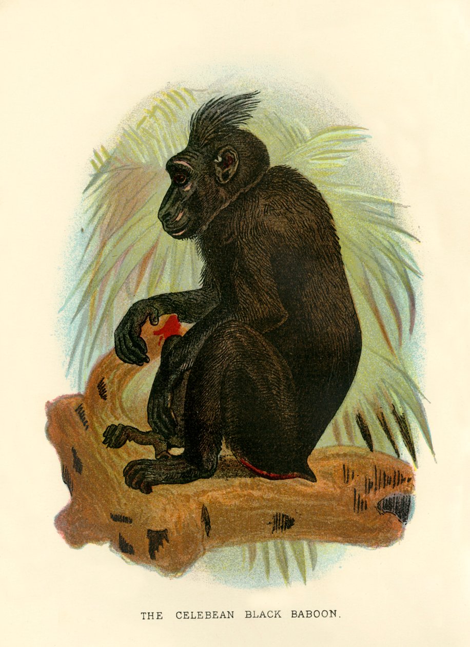 El babuino negro de Celebes, 1896 de Henry Ogg Forbes