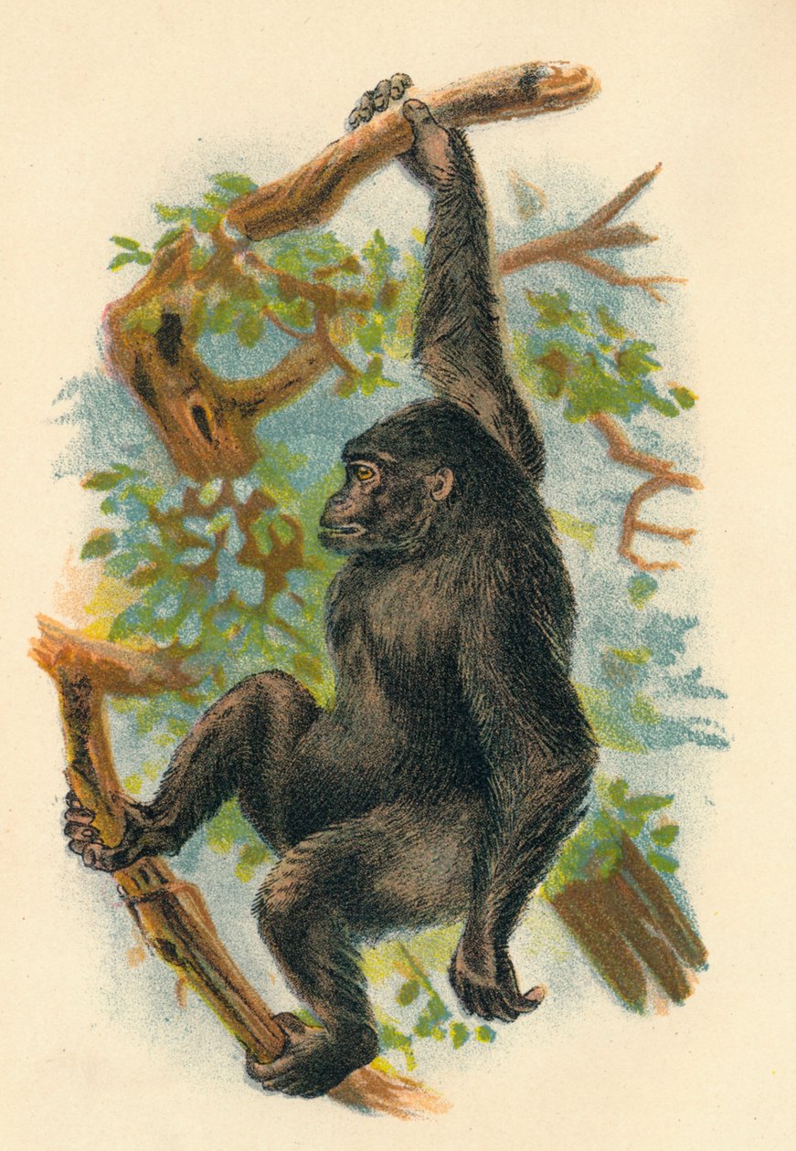 El gorila, 1897 de Henry Ogg Forbes