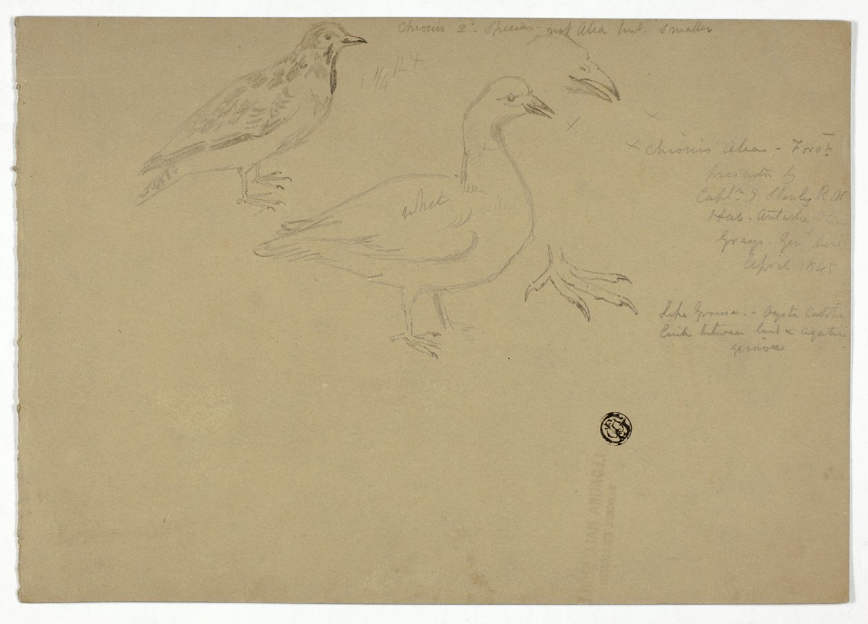 Bocetos de pájaros de Henry Stacy Marks