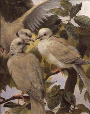 Tres palomas anilladas de Henry Weekes
