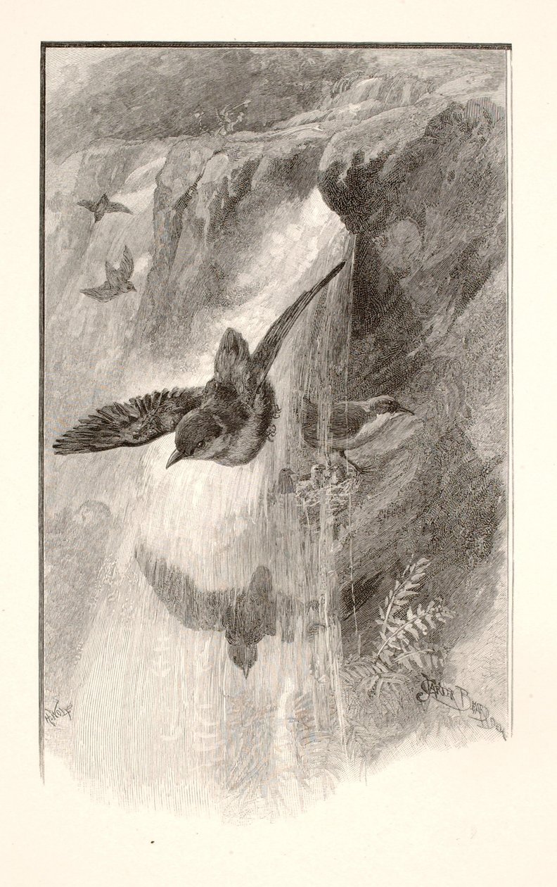 El pájaro que vive en las cascadas de Henry Wolf