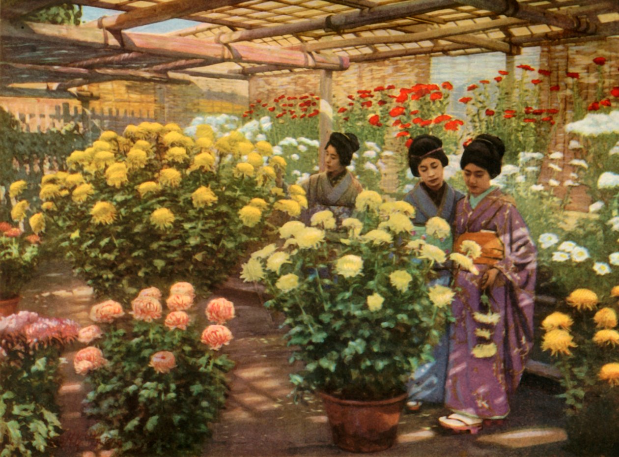 En la exposición de crisantemos, 1910 de Herbert Ponting