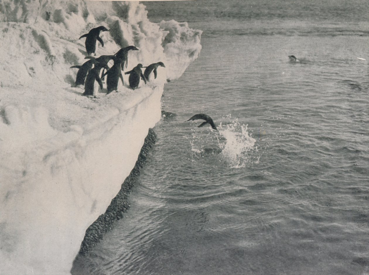 Pingüinos buceando, c1911, 1913 de Herbert Ponting