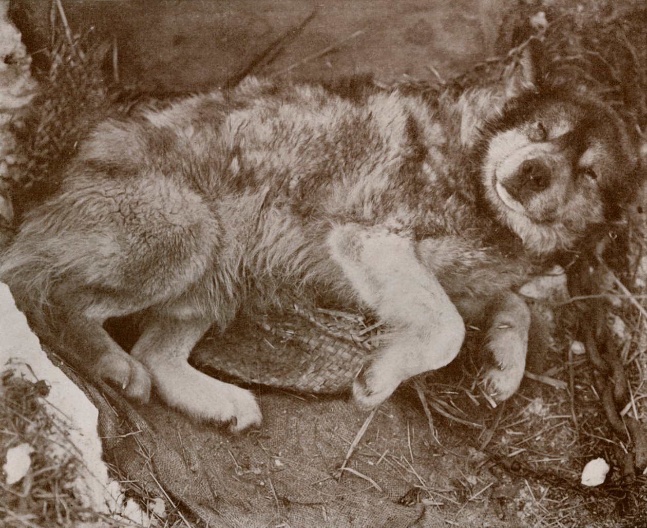 Stareek Fingiendo Enfermedad, c19101913, 1913 de Herbert Ponting