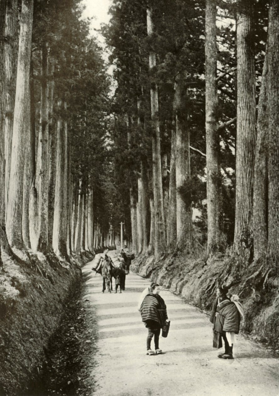 Las Cryptomerias en Nikko, 1910 de Herbert Ponting
