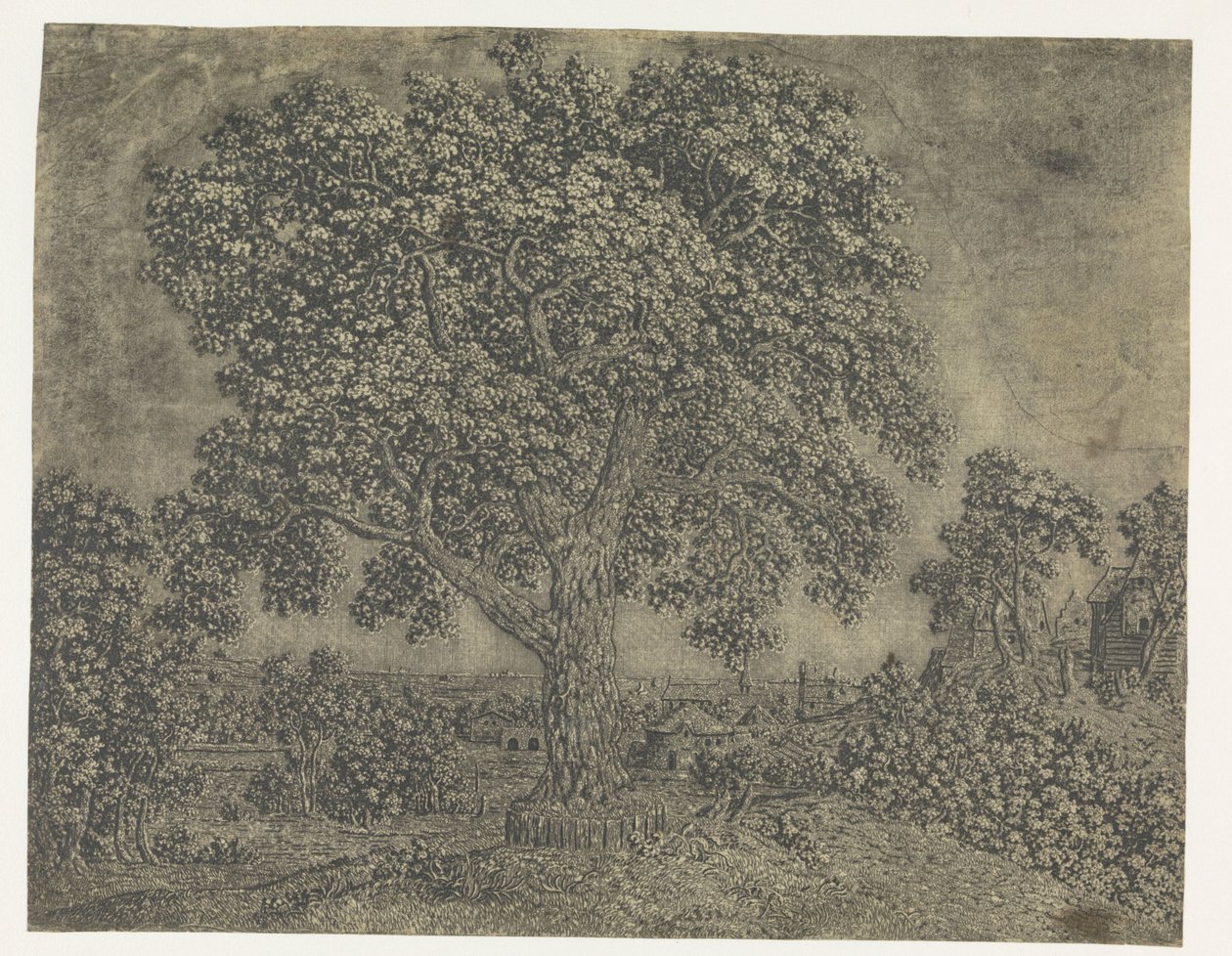 El árbol grande de Hercules Segers