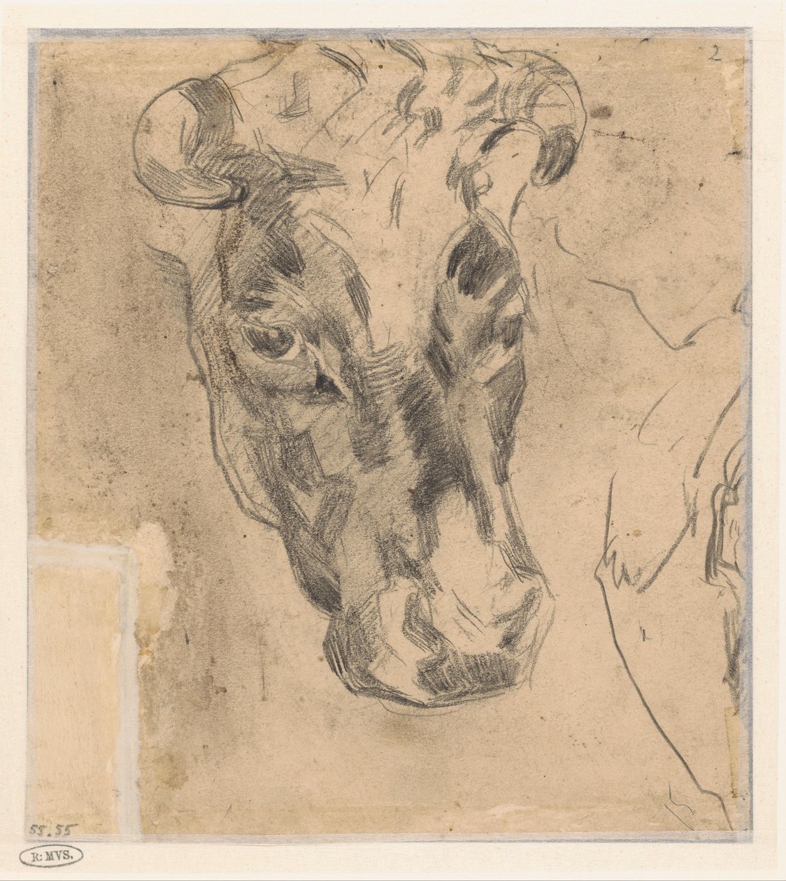 Cabeza de vaca con cuernos de Herman Kruyder