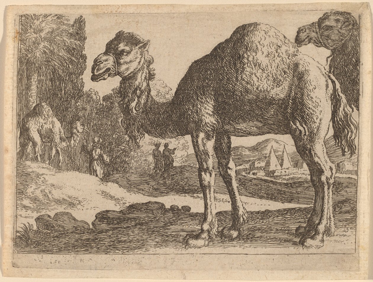 Camellos de Herman van Swanevelt