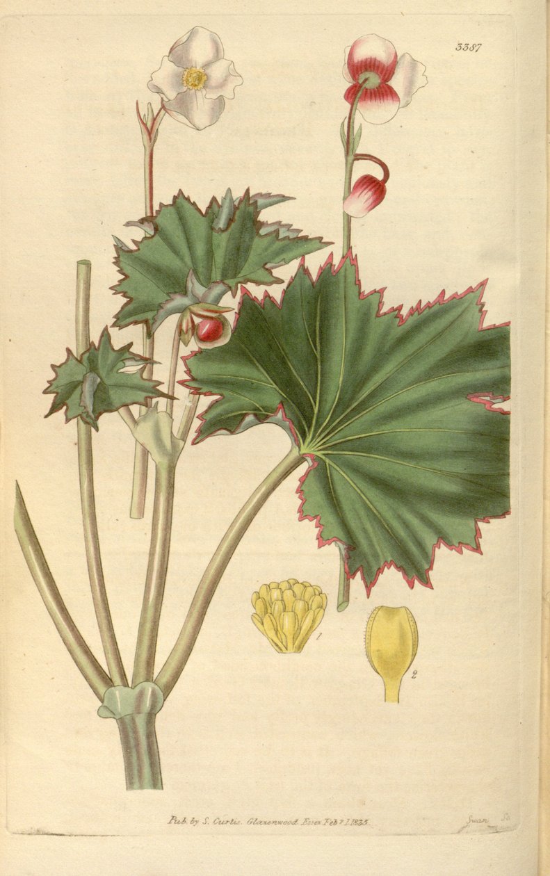 Begonia geraniifolia de Hooker